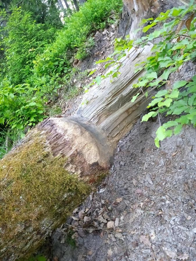 Domek Na Kaszubach, Borowy Mlyn, Jezioro Gwiazda, Sauna, 4 Zewnętrze zdjęcie