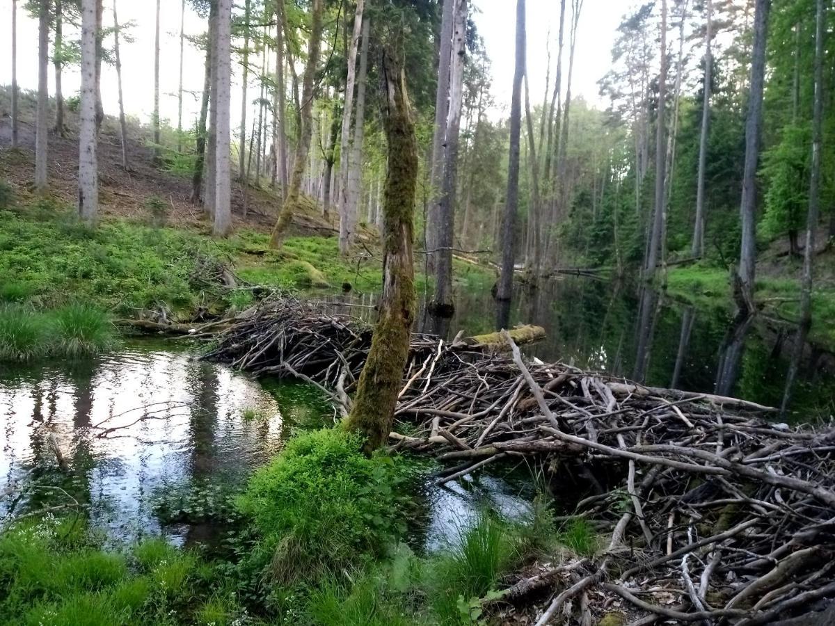 Domek Na Kaszubach, Borowy Mlyn, Jezioro Gwiazda, Sauna, 4 Zewnętrze zdjęcie