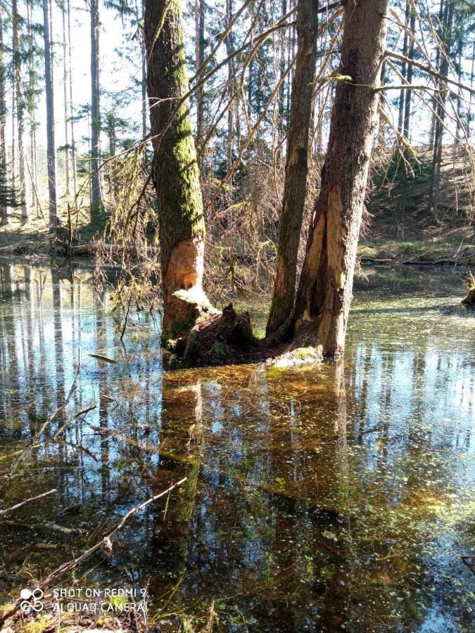 Domek Na Kaszubach, Borowy Mlyn, Jezioro Gwiazda, Sauna, 4 Zewnętrze zdjęcie